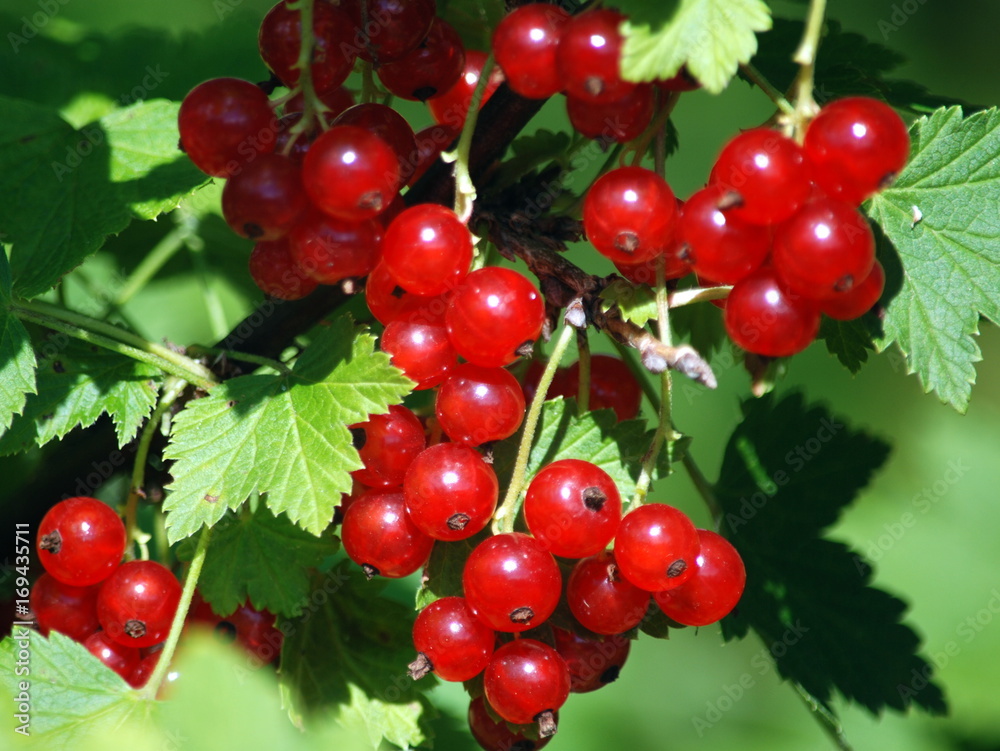 Berries of red currants against the background of green leaves (close up)
