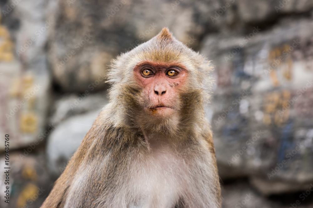 Naklejka premium Monkey at the Swayambunath Temple, Kathmandu, Nepal