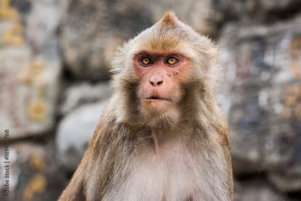 Naklejka premium Monkey at the Swayambunath Temple, Kathmandu, Nepal