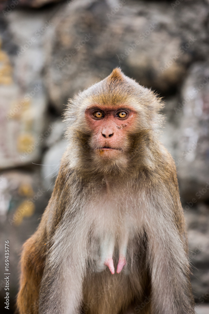 Naklejka premium Monkey at the Swayambunath Temple, Kathmandu, Nepal
