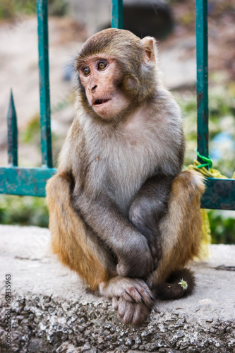 Monkey at the Swayambunath Temple  Kathmandu  Nepal