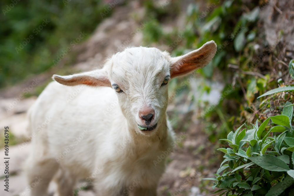 Fototapeta premium Little Lamb on the Annapurna Base Camp Trek, Nepal