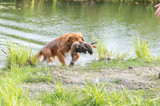 hunting dog retrieving mallard from pond