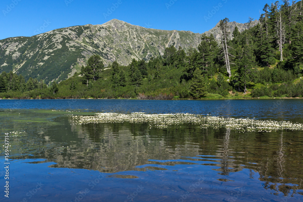 Fototapeta premium Amazing Landscape with Fish Vasilashko lake, Pirin Mountain, Bulgaria