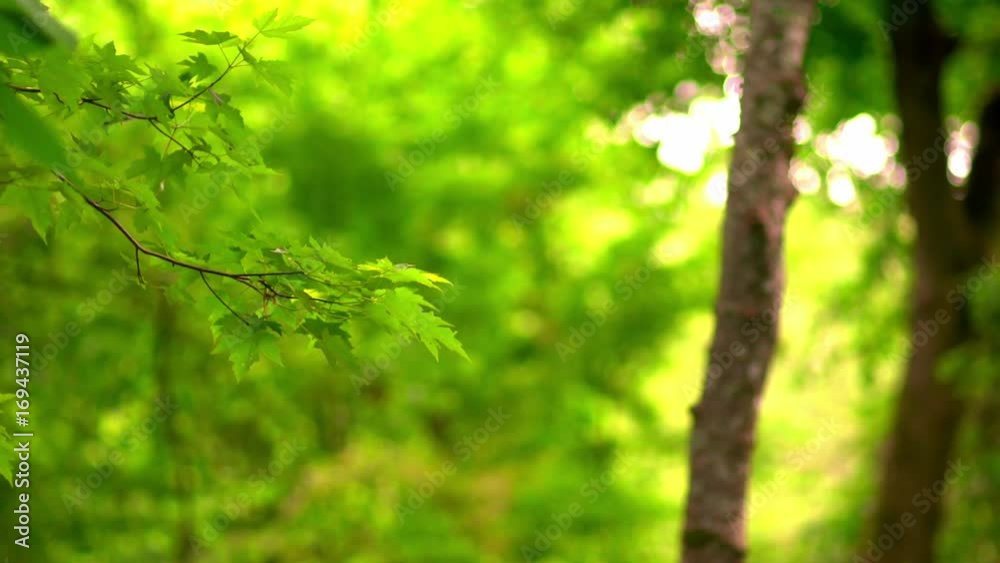 Lush, Green forest background Lush, Green forest background