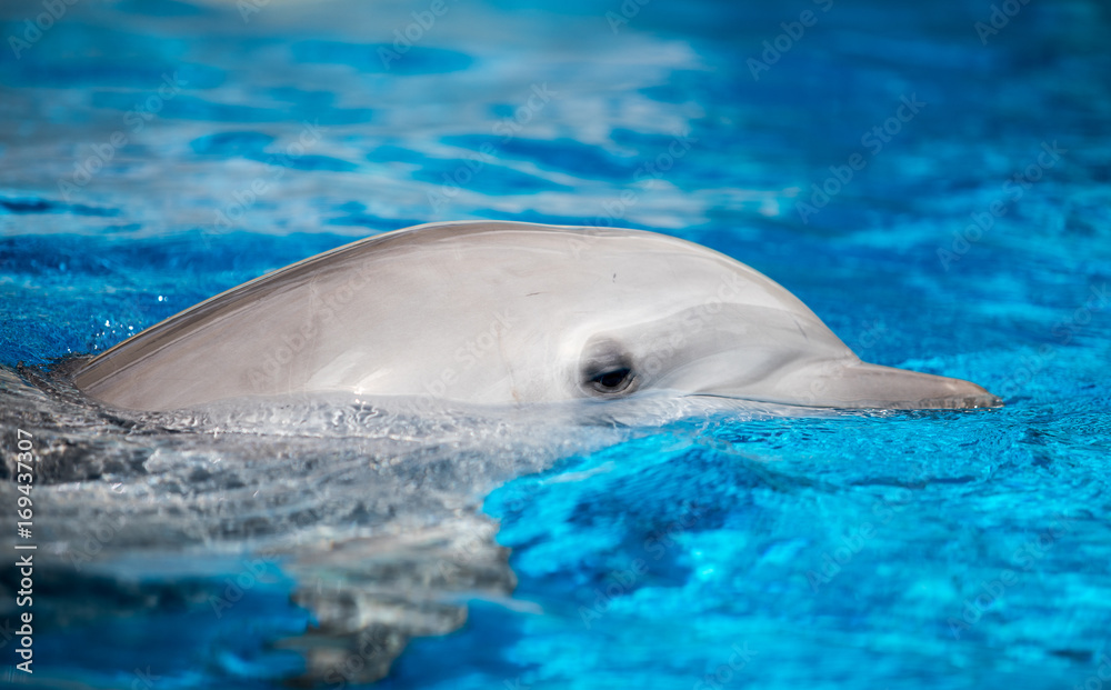 Naklejka premium Baby Dolphin