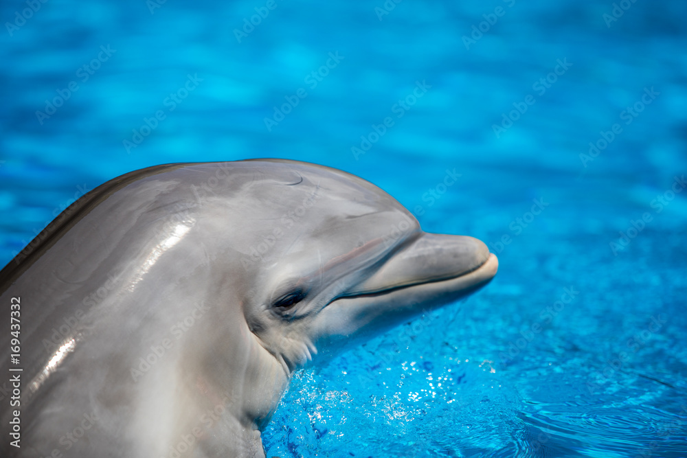 Fototapeta premium Baby Dolphin