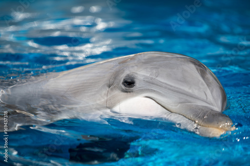 Baby Dolphin