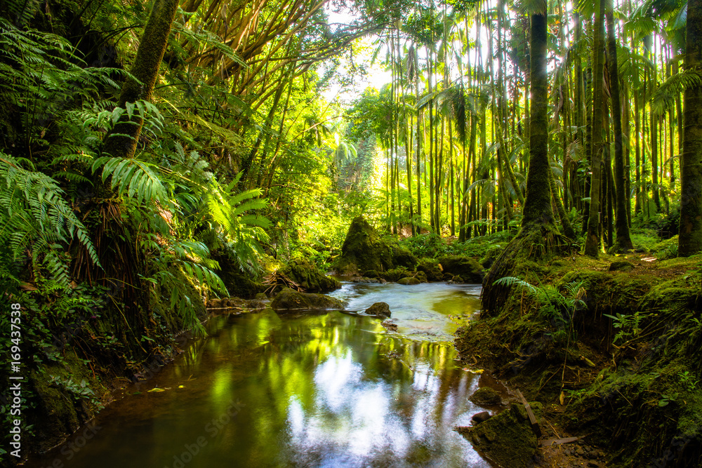 Jungle river in woods Jungle river in woods