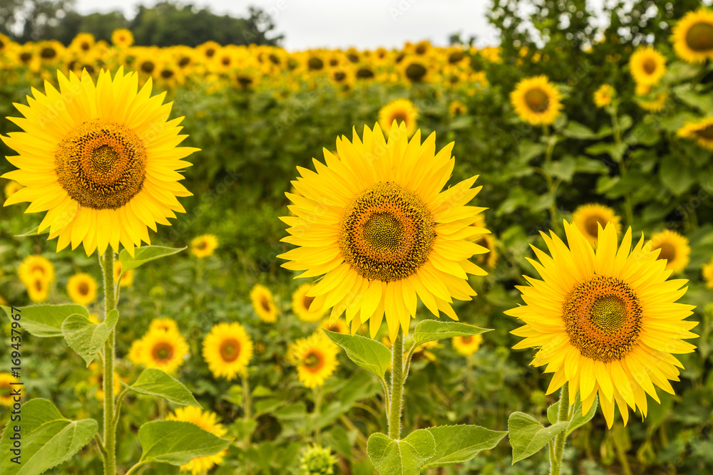 Field of sunflower Field of sunflower