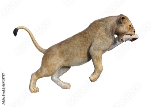 3D Rendering Female Lion on White