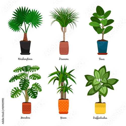 Decorative indoor palm trees in pots