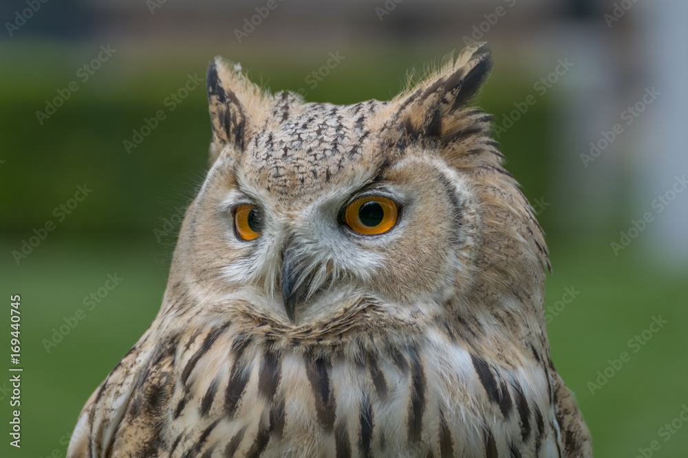 Eagle owl close up, bird of prey Eagle owl close up, bird of prey