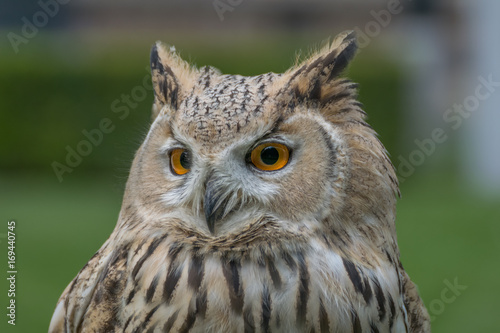 Eagle owl close up, bird of prey