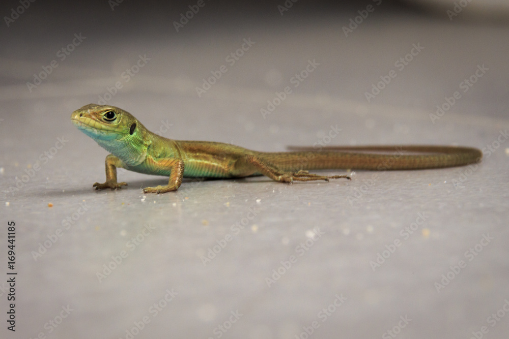 Fototapeta premium Portrait einer Echten Eidechse (Lacertidae)