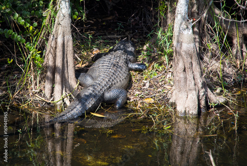 Obraz na płótnie Alligator walking into the woods w salonie