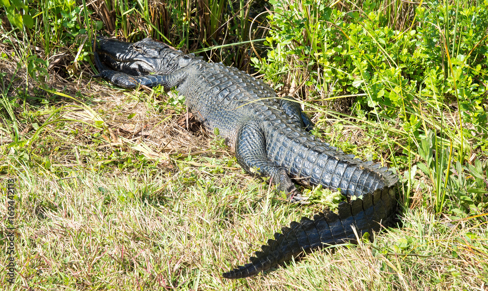 Alligator walking away