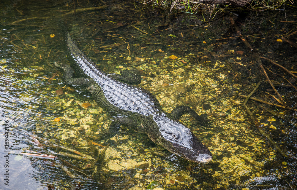 Alligaotr in water