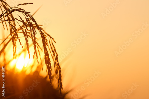 Rice spike in rice field at sunset time.