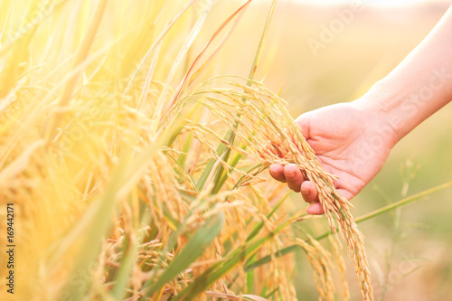 Female hand touching rice in a rice field.