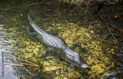 Obraz na płótnie Alligaotr in water w salonie