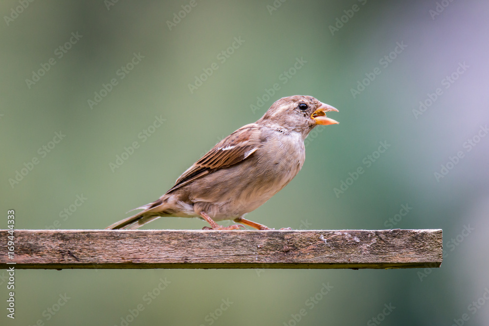 Sperling am Vogelhaus Sperling am Vogelhaus