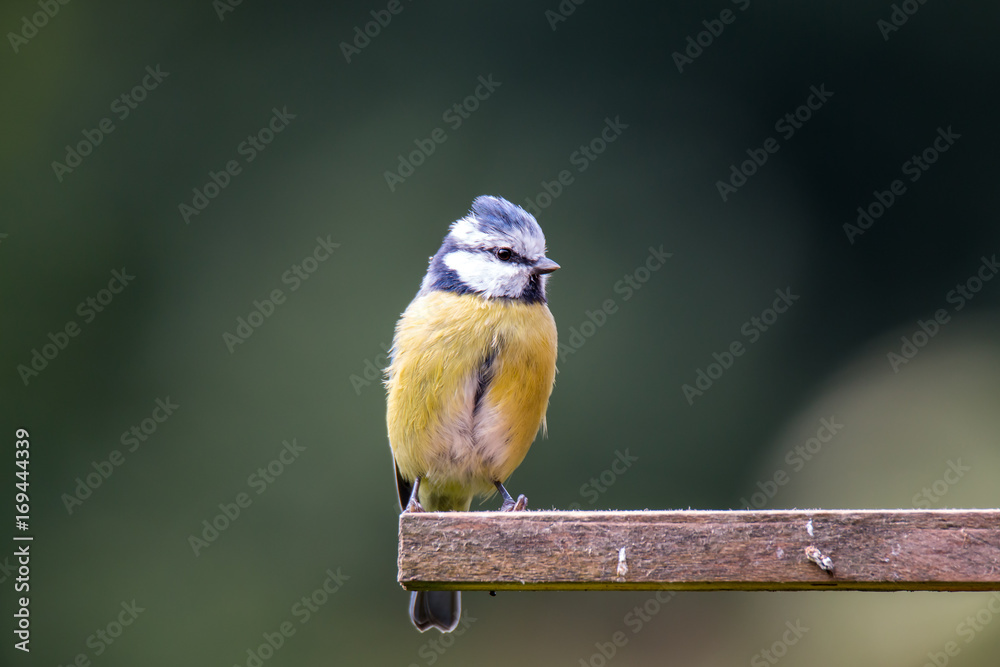 Obraz premium Blaumeise am Vogelhaus