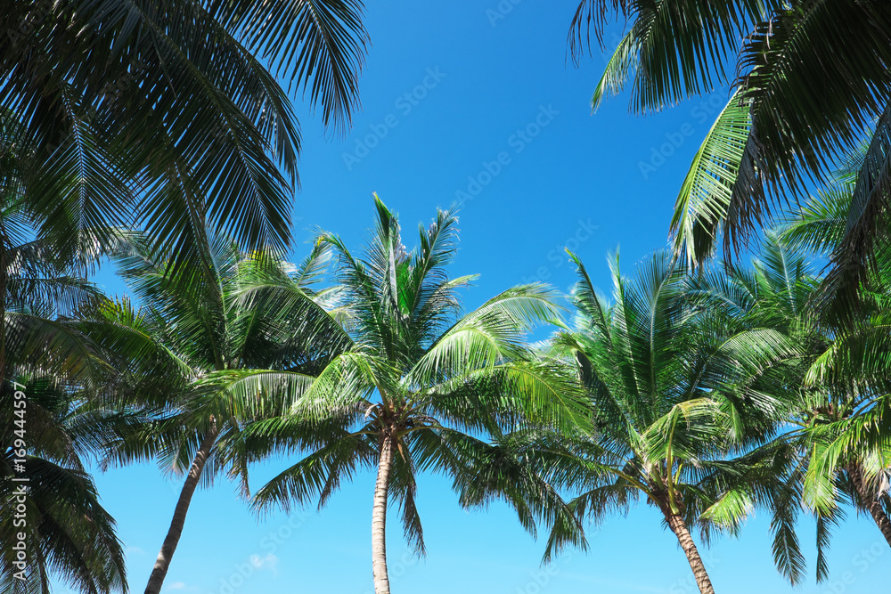 Coconut palm trees and blue sky. Coconut palm trees and blue sky.