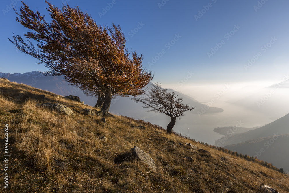 Three Beech Trees With Lake Como On The Background Alto Lario Como three-beech-trees-with-lake-como-on-the-background-alto-lario-como