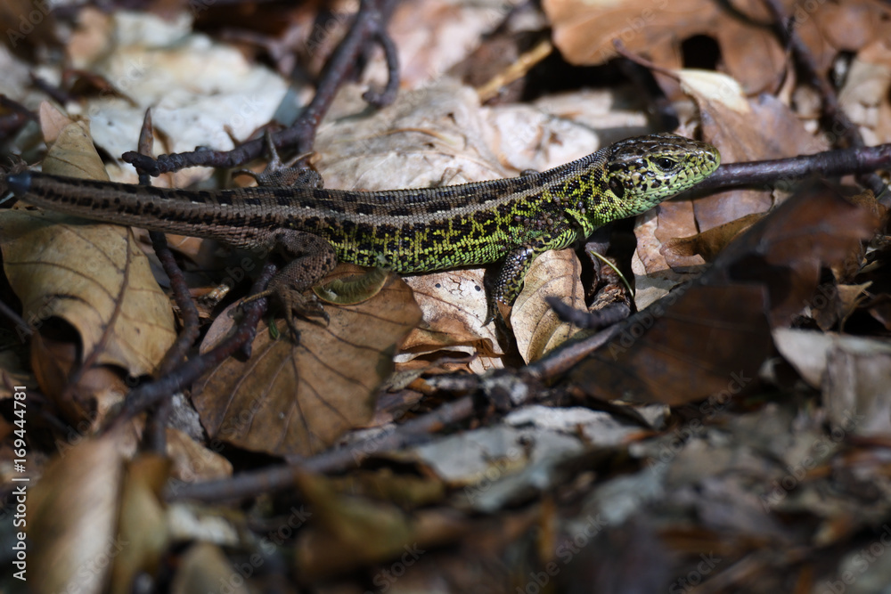 sand lizard in the forest camouflage sand lizard in the forest camouflage