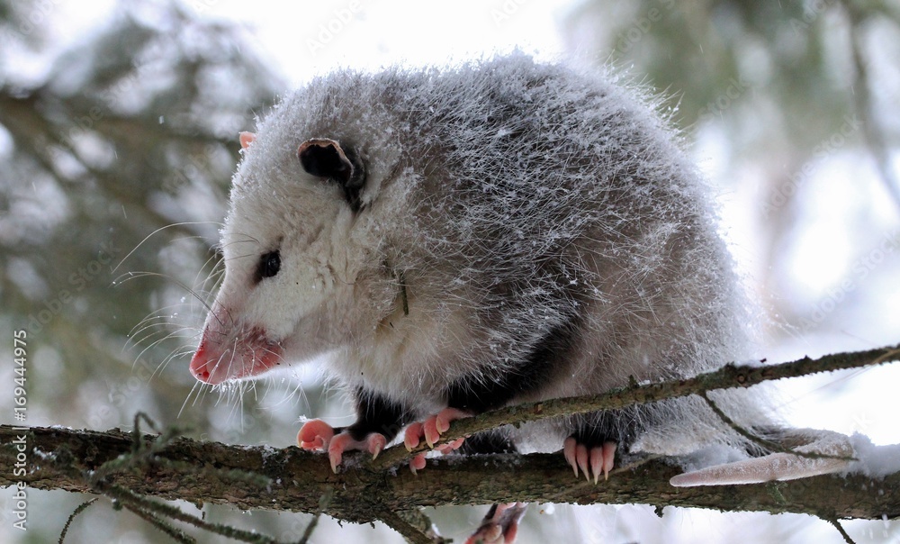 Obraz premium Oppossum