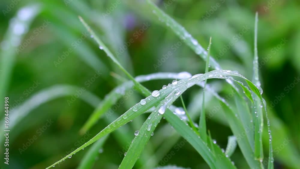 Nature after the rain. Small drops of the rain on a grass. Nature after the rain. Small drops of the rain on a grass.