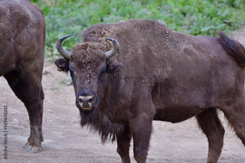 Eurpean bison on the forest sand 