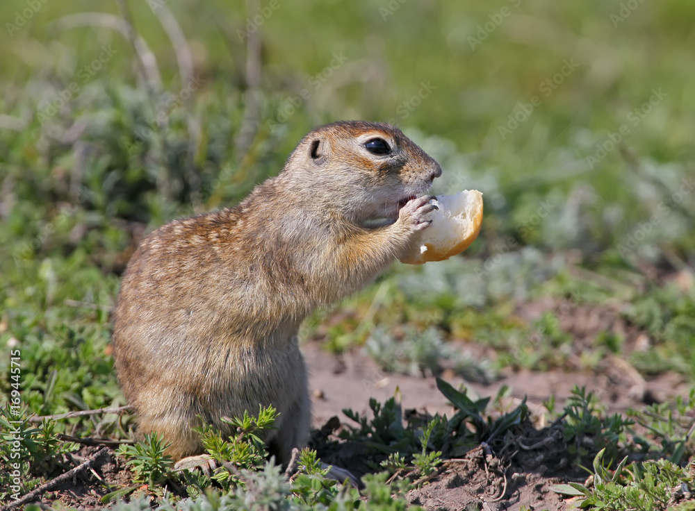 Naklejka premium The speckled ground squirrel or spotted souslik (Spermophilus suslicus) on the ground eating a bread.