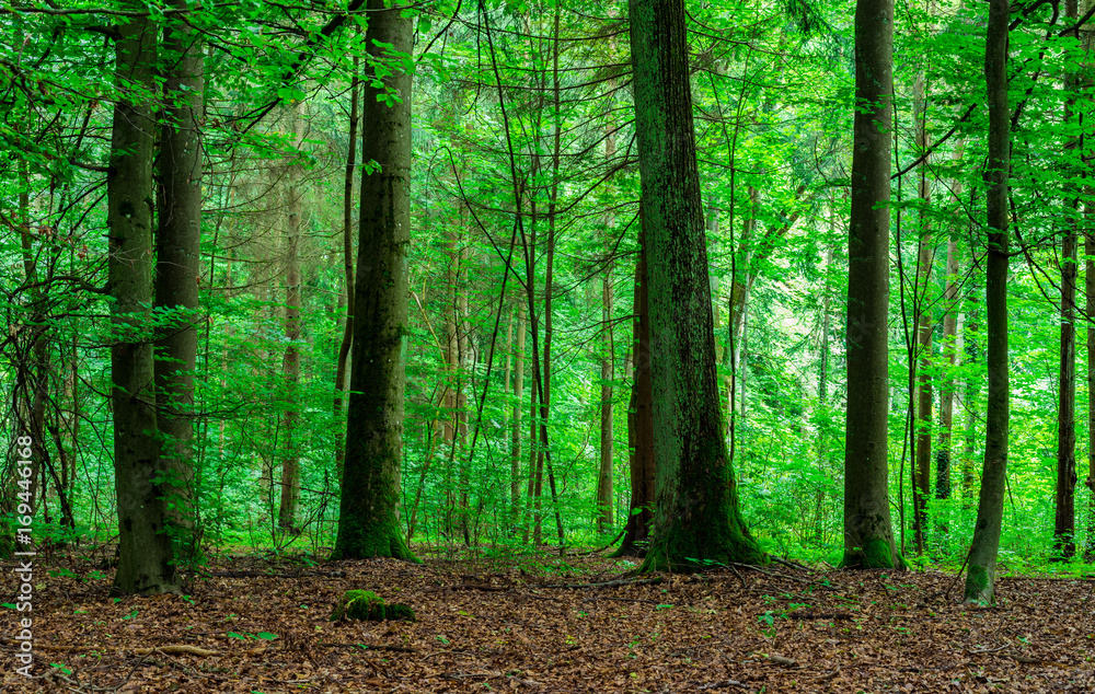 Obraz premium Grüner Wald 