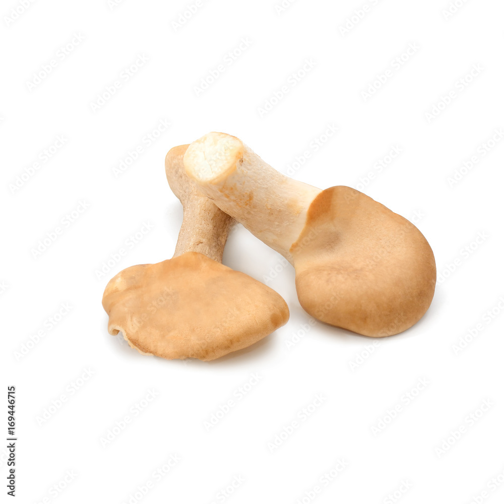 Fresh oyster mushroom isolated on white background Fresh oyster mushroom isolated on white background