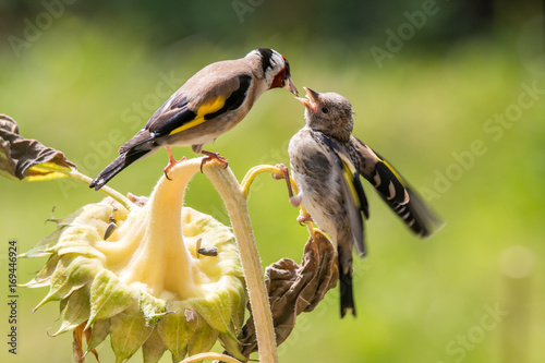 Distelfink füttert Junges auf Sonnenblume
