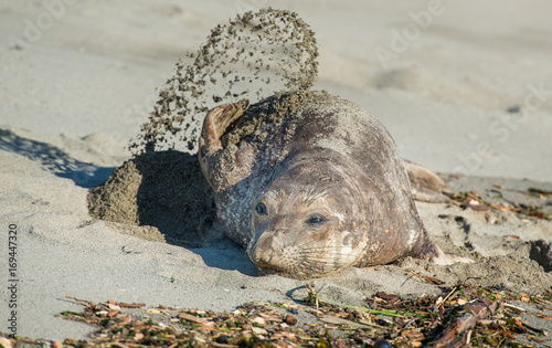 Quadro su tela elephant seal