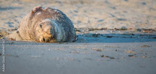 elephant seal