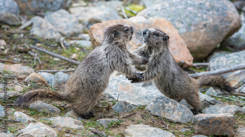 Fototapeta premium Marmots