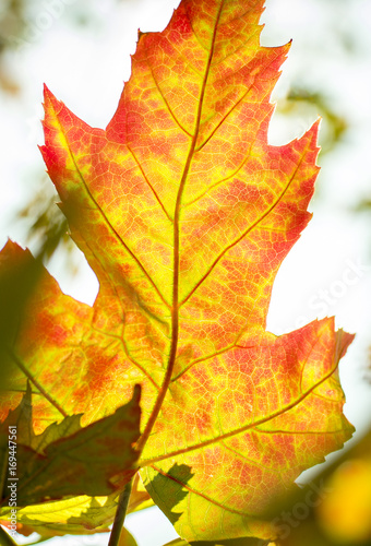 First orange and red fall leaves of the year