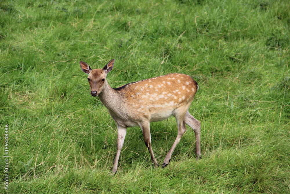 Young deer Young deer