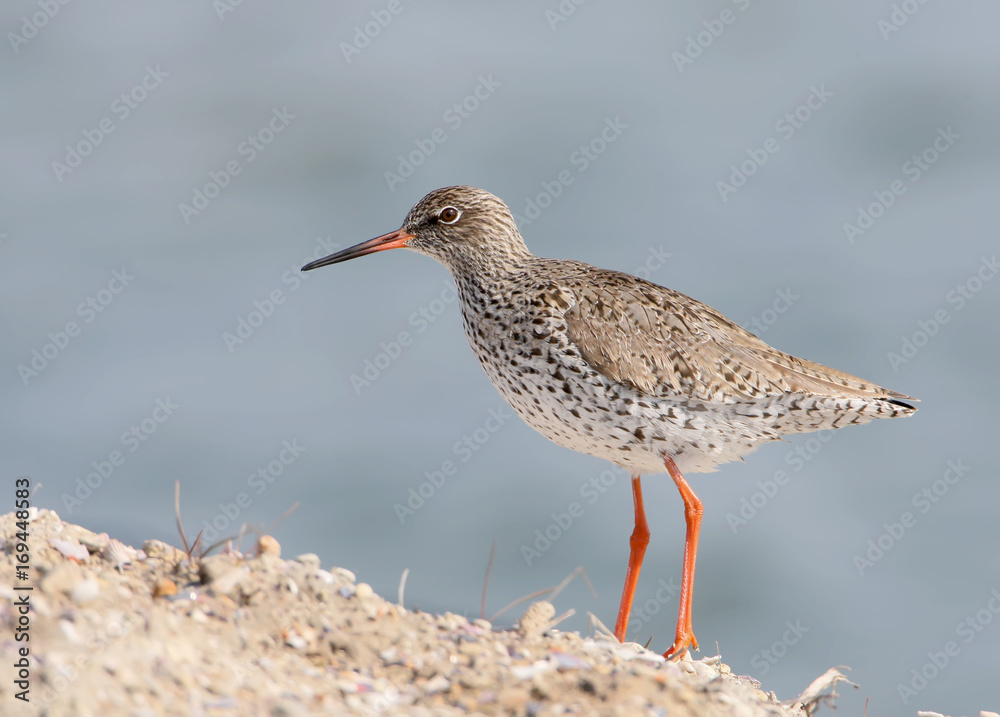 The common redshank on blue blurred background. The common redshank on blue blurred background.
