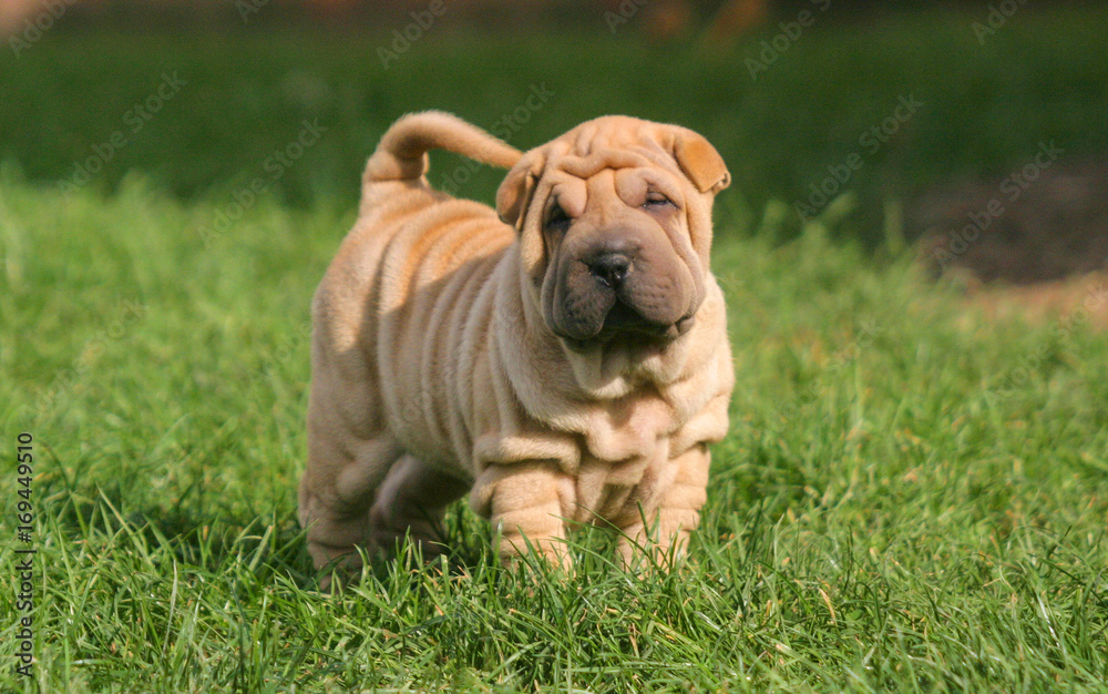 Shar Pei Puppy Dog