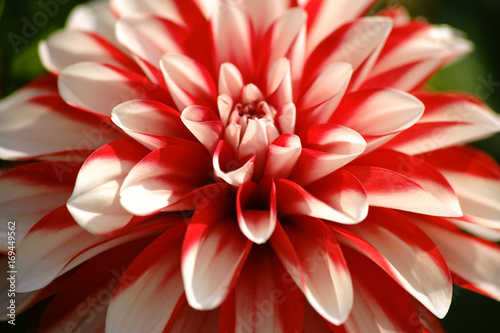 Fototapeta Naklejka Na Ścianę i Meble -  Dahlie im Sonnenlicht  / Die Nahaufnahme einer weiß und rot gemusterten Dahlie mit vielen kleinen Blütenblättern.