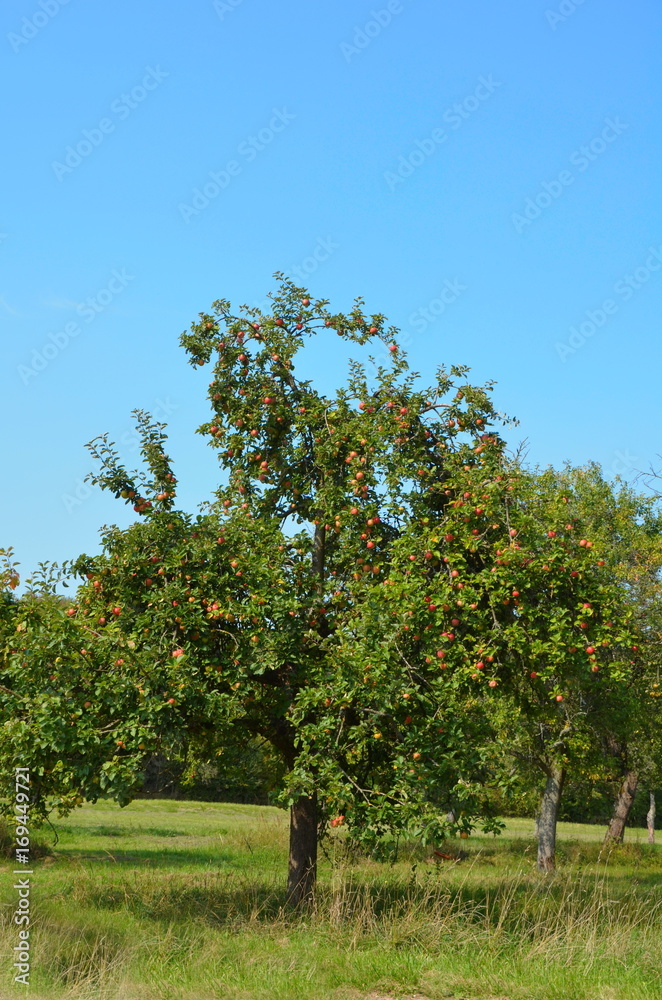 Apfelbäume 1