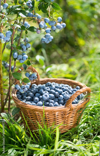 Ripe Bilberries in wicker basket. Green grass and blueberry bush