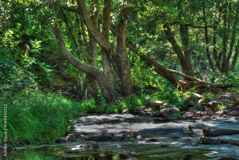 Arboles Arboles
