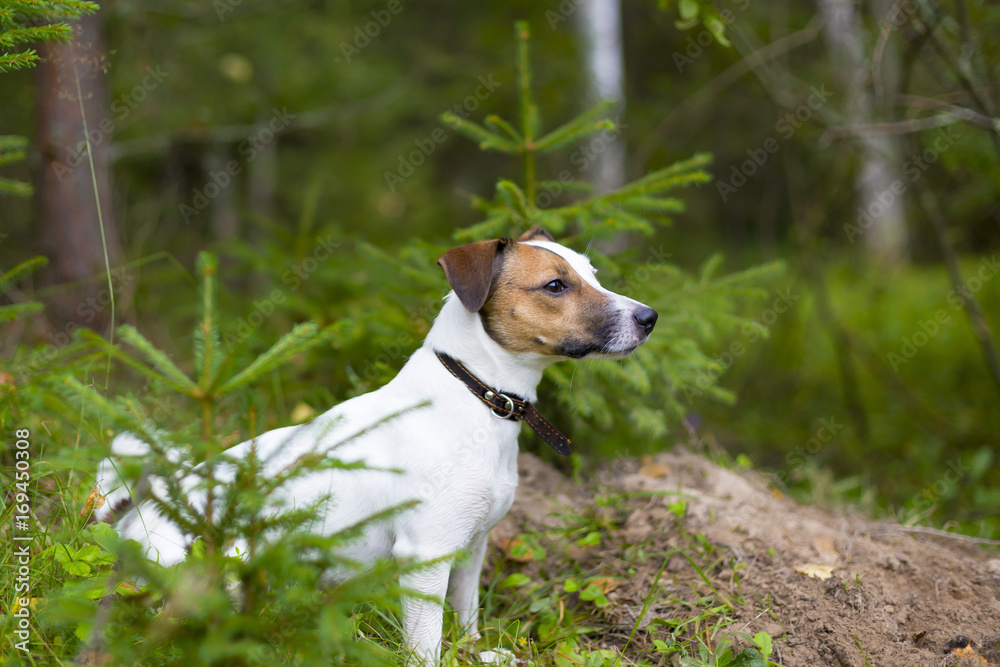 Jack Russell in autumn forest