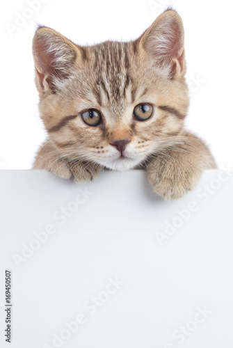 Fototapeta Naklejka Na Ścianę i Meble -  Scottish cat kitten behind banner isolated on white